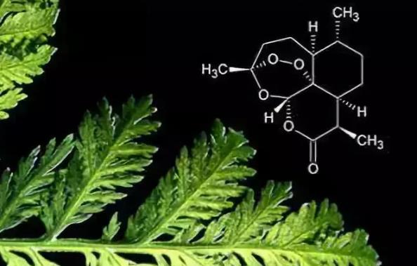 青蒿素上市公司股票有哪些？青蒿素企业股票收益榜排名前十