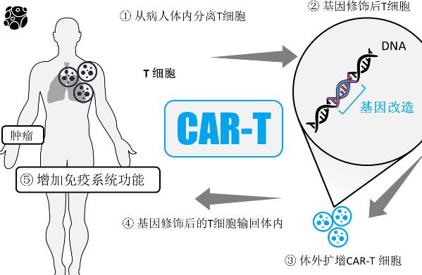 2023年car-t细胞疗法龙头股票有哪些?